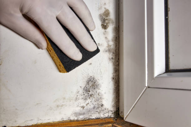 Professional Mold Removal in Methuen Town, MA